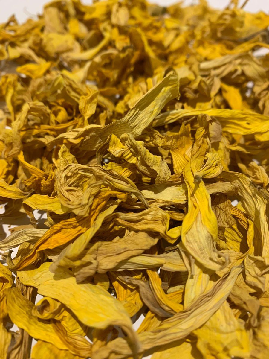 bunbox4's tweet photo. 🌼 The summer has gone and it may be gloomy outside, but we can brighten up your day with some Sunflower Petals 🌼

Forage is such a hit in our house with Dusty, and it’s a great healthy treat! We’re so excited to continue expanding our range with lots more to come 😀 https://t.co/8N7Kck30im