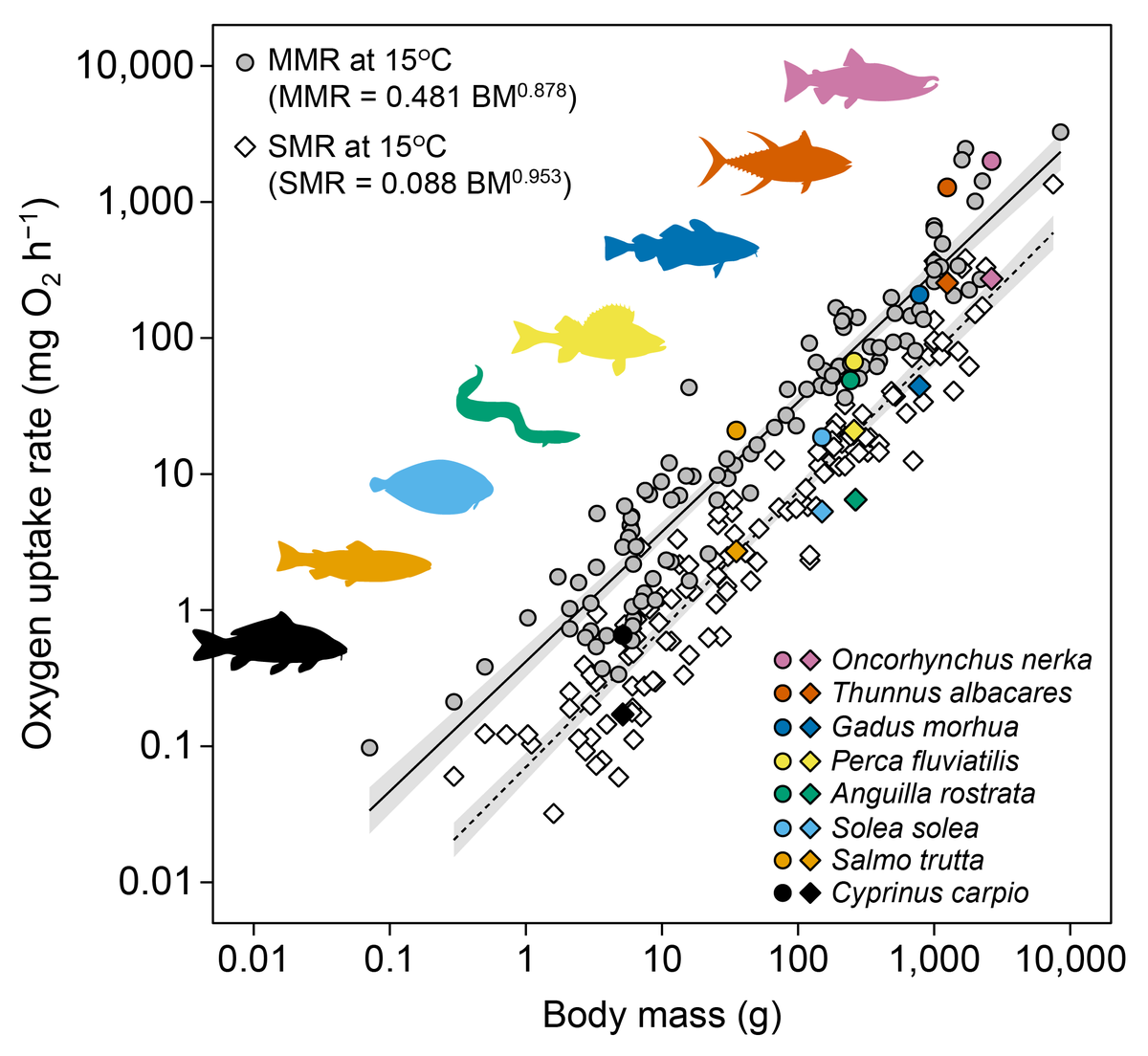 T_Norin's tweet image. My favourite part of preparing data for publication is making pretty figures (and drawing fish silhouettes). I make the raw figure in R and prettify it in Adobe Illustrator. Here's a few recent ones of varying complexity.