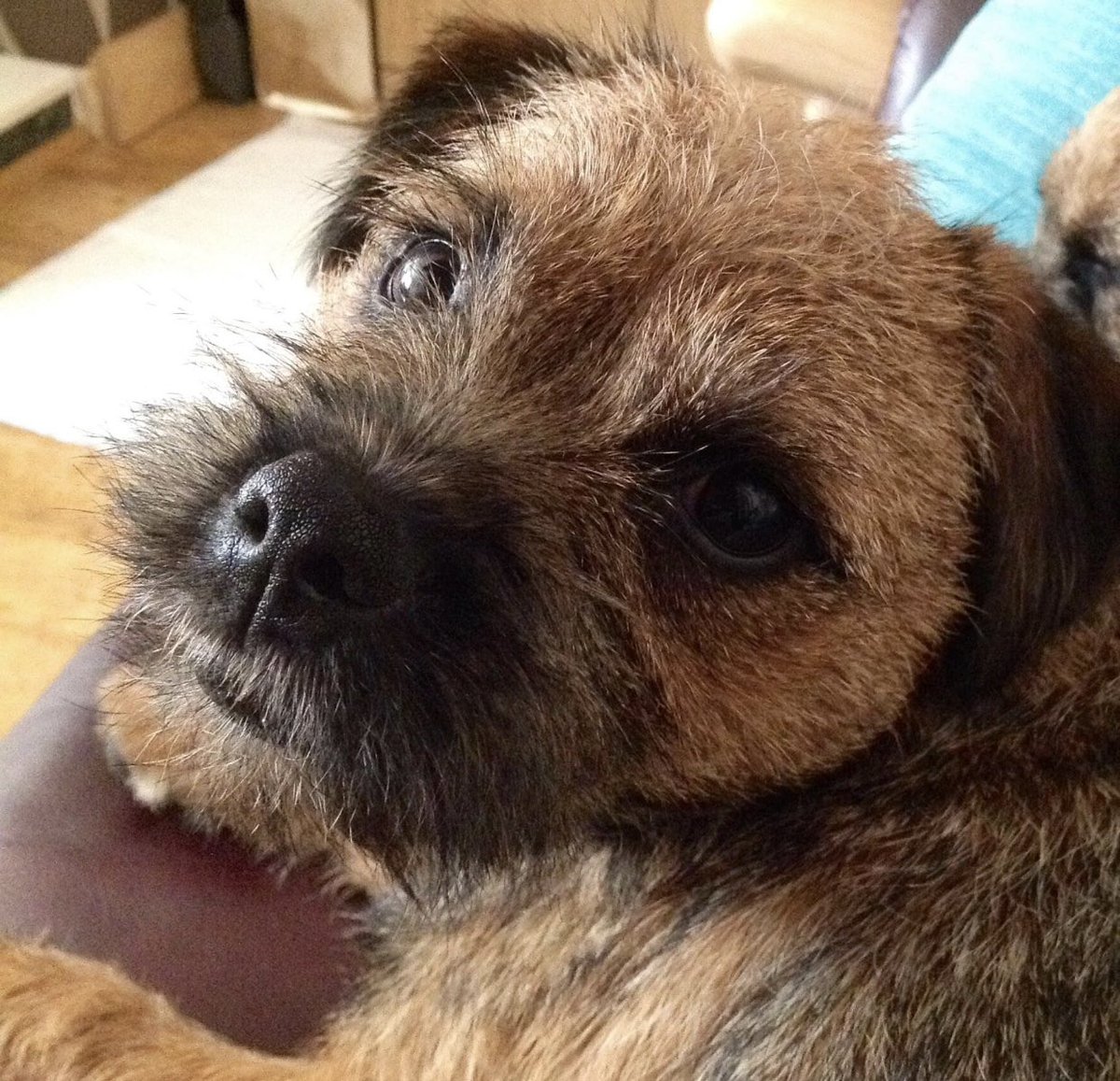 Mollycutedog01's tweet photo. #RIPHolly @claptonterrier can @marleyterrier meet her please? X @BTWelfare @DarceyBT https://t.co/gtjd5XdutU