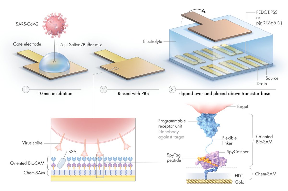 raikgruenberg's tweet photo. ELISA get ready for retirement! Here comes rapid and robust single-molecule protein (and virus) sensing from raw saliva or serum https://t.co/IyQTb54AS3 #coronavirus #synbio #diagnostics https://t.co/uhwZuWxSdn