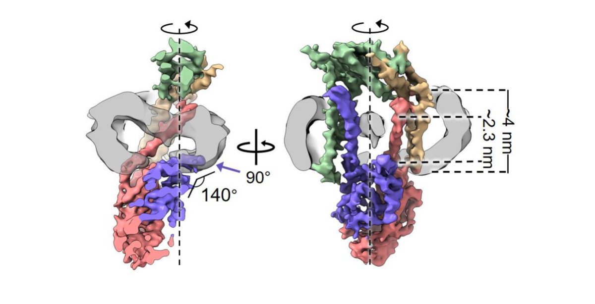Carter_Lab's tweet photo. This week in #journalclub: the highly impressive cryo-EM structure of a ~67 kDa region of human ER Signal Peptidase Complex (asymmetric, sub 5 Å res!). Nicely shows how a transmembrane window thins bilayer to generate specificity for 1000s of substrates. https://t.co/3e3RFn8v0Z https://t.co/Y5riH1l9nP