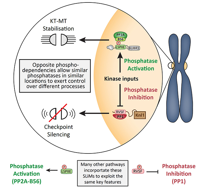 The work followed on from Richard and Marilia’s study last year where they demonstrated that PP2A and PP1 produce different effects at kinetochores by responding in opposite ways to phosphorylation inputs  https://doi.org/10.1016/j.celrep.2019.07.067