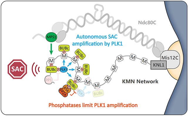 We demonstrated that this BUB1-PLK1 complex acts autocatalytically to phosphorylate MELTs and therefore recruit more BUB1-PLK1. And crucially, that kinetochore phosphatases must antagonise this positive feedback loop to prevent it from locking the checkpoint signal on