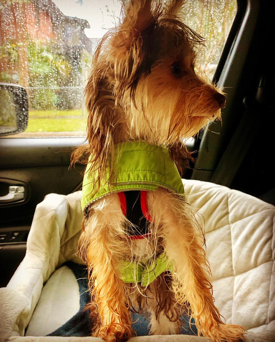 SalvadorsMagic's tweet photo. Happy Friday :: another rainy day 🌧 Get to wear my raincoat again 🐶 #ChocolateYorkie #MagicSalvador #Yorkie #Puppy #yorkielife #happyfriday #yorkies https://t.co/rH9VfwvCUw