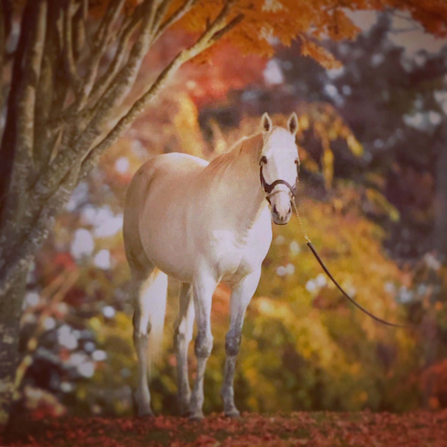 関真澄 サラブレッドビューティー ゴールドシップ写真集 クラウドファンディング企画中です ギャラリーサラブレッドアート ゴールドシップ T Co Fvxetceebhゴールドシップ ゴールドシップ サラブレッドビューティー Thoroughbred 馬