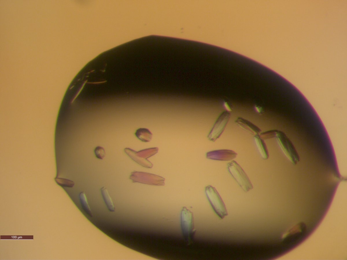 Hello old friend, its good to see you again! #crystallography #proteincrystals #structuralbiology