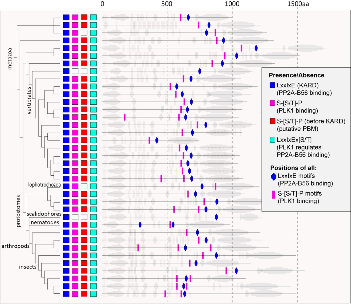 We found that the PLK1-binding motif is strongly conserved throughout metazoa in a region immediately prior to the PP2A-binding domain. The PLK1-binding motif itself also contains well conserved hydrophobic residues, which are needed in other complexes to dimerise PLK1.
