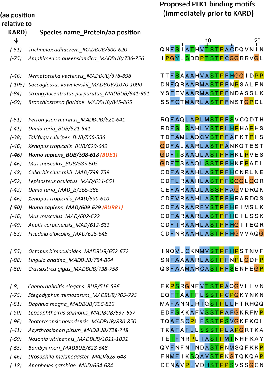 We found that the PLK1-binding motif is strongly conserved throughout metazoa in a region immediately prior to the PP2A-binding domain. The PLK1-binding motif itself also contains well conserved hydrophobic residues, which are needed in other complexes to dimerise PLK1.