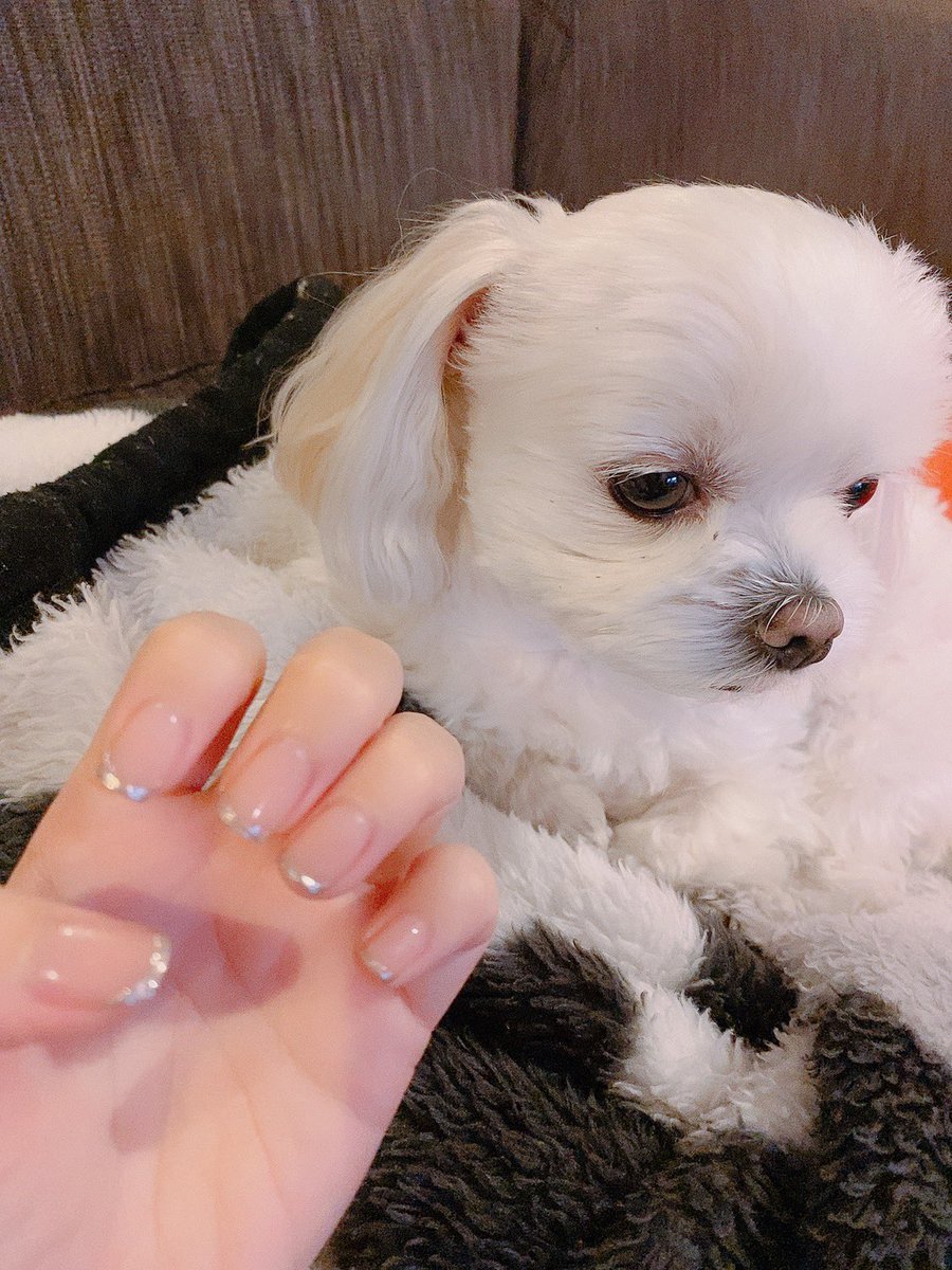 paripari2424's tweet photo. 今月のネイルと天使ちゃん https://t.co/7Bhhr6PXuI