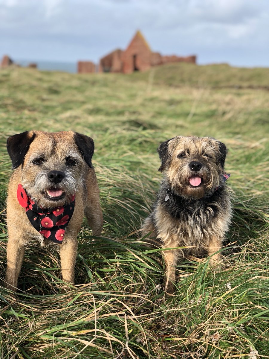 Tobi_LeRone's tweet photo. Happy Furiday pals!! 🤗 No rain in Porthgain 😎👍 #MiniHolibobs https://t.co/eQt23WfTRW