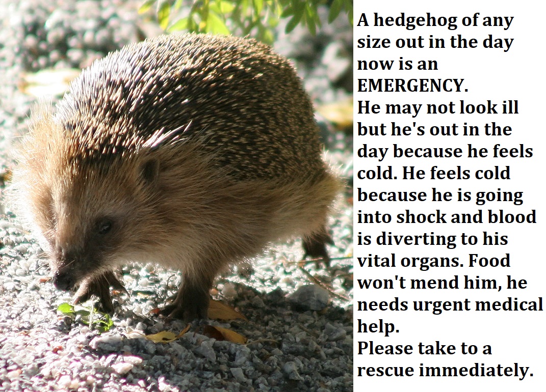 HedgehogCabin's tweet photo. The last 2 days I've watched 6 hoglets die. Their finders said:

"I put him in a box in the shed 2 days ago."
"The vet said he's fine, put him back."
"He hasn't moved for 36hrs."
"I saw him racing round happily yesterday so I put out food."

A hog out in the day is an EMERGENCY. https://t.co/DNDNemcBMh