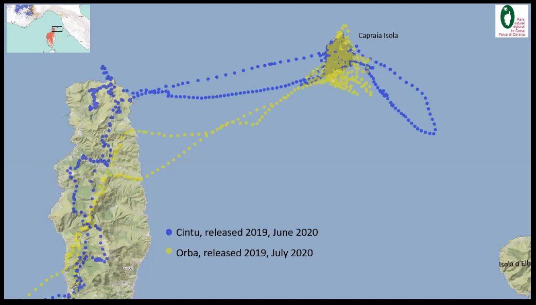 Bearded vultures going on a jaunt to Capraia island from Corsica! Maybe in the future we might have some visiting Sardinia? I'd find that extra exciting!  #BeardedVultureWebinar