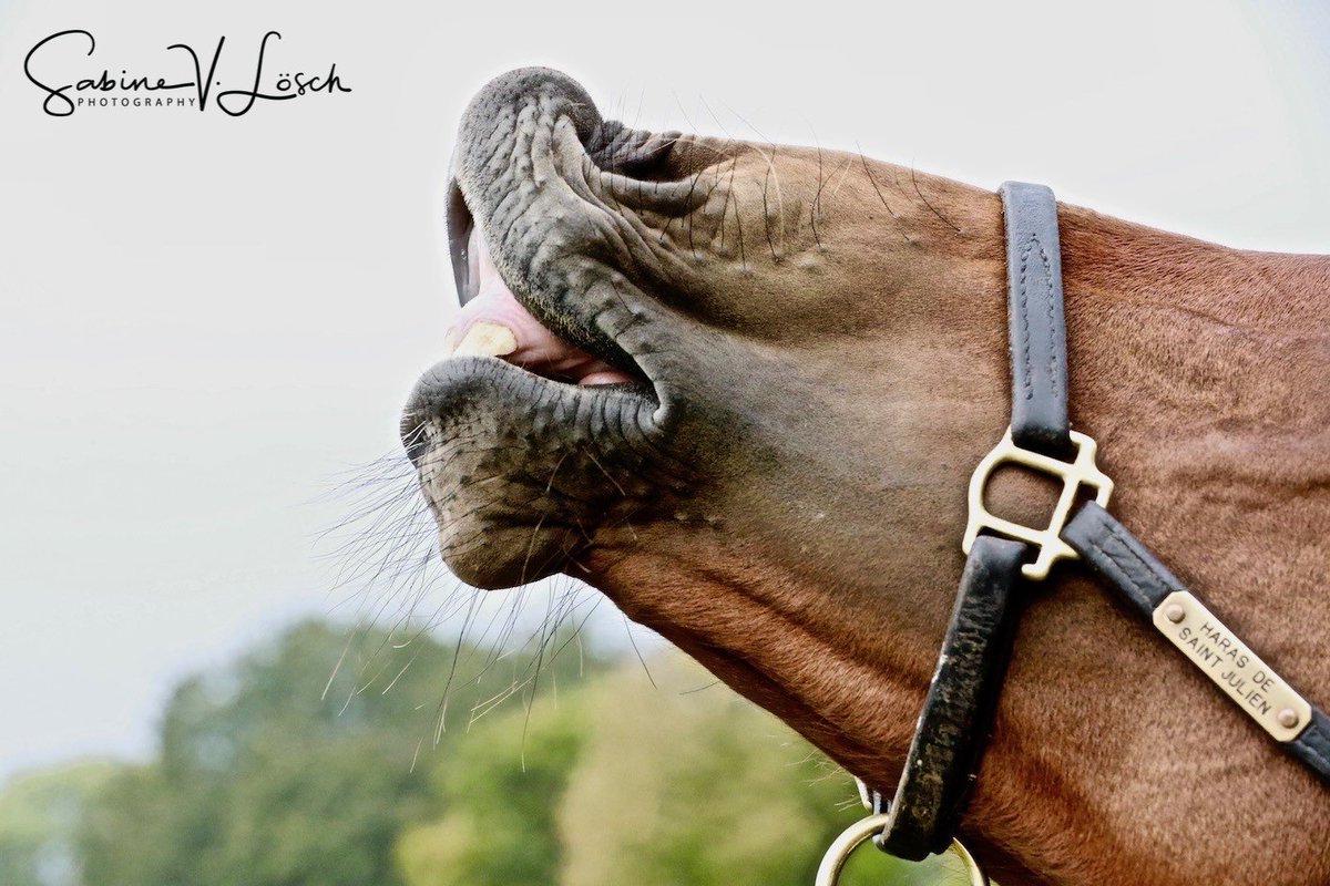 SaintJulienFR's tweet photo. Tomorrow don't miss our 3 colts by #Elvstroem at
@InfoArqana
Lot 27, 1st product - Family of ROBIN HOODS BAY, BIANCA NERA
Lot 108, Family of KARAFERYA, KALANISI, KALAMAN
Lot 199, Brother of Final Destination, black type performer
Presented by @PetitTellier #Yard A
📷 @svl_design https://t.co/gdNjVCeK1I