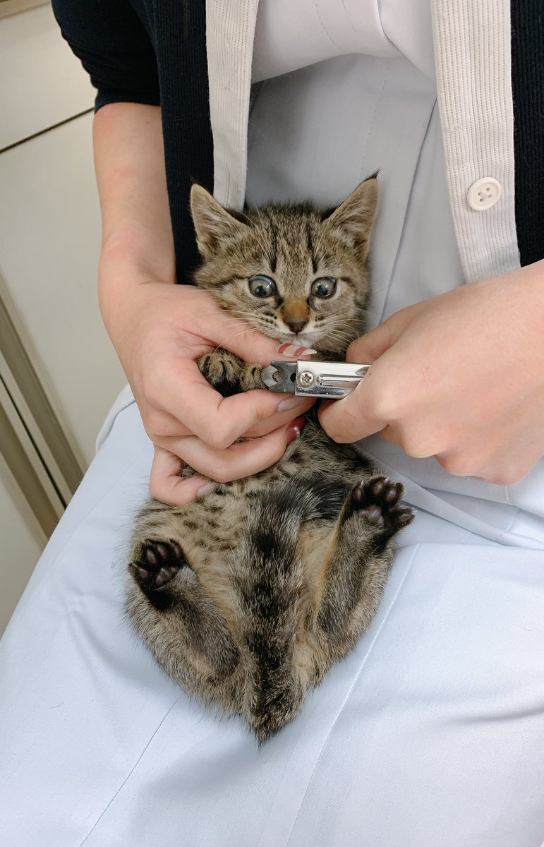 方 初めて 飼い 子猫