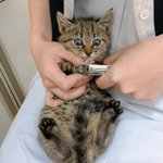 初めての爪切りで目を真ん丸にした猫ｗ相当びっくりしているw