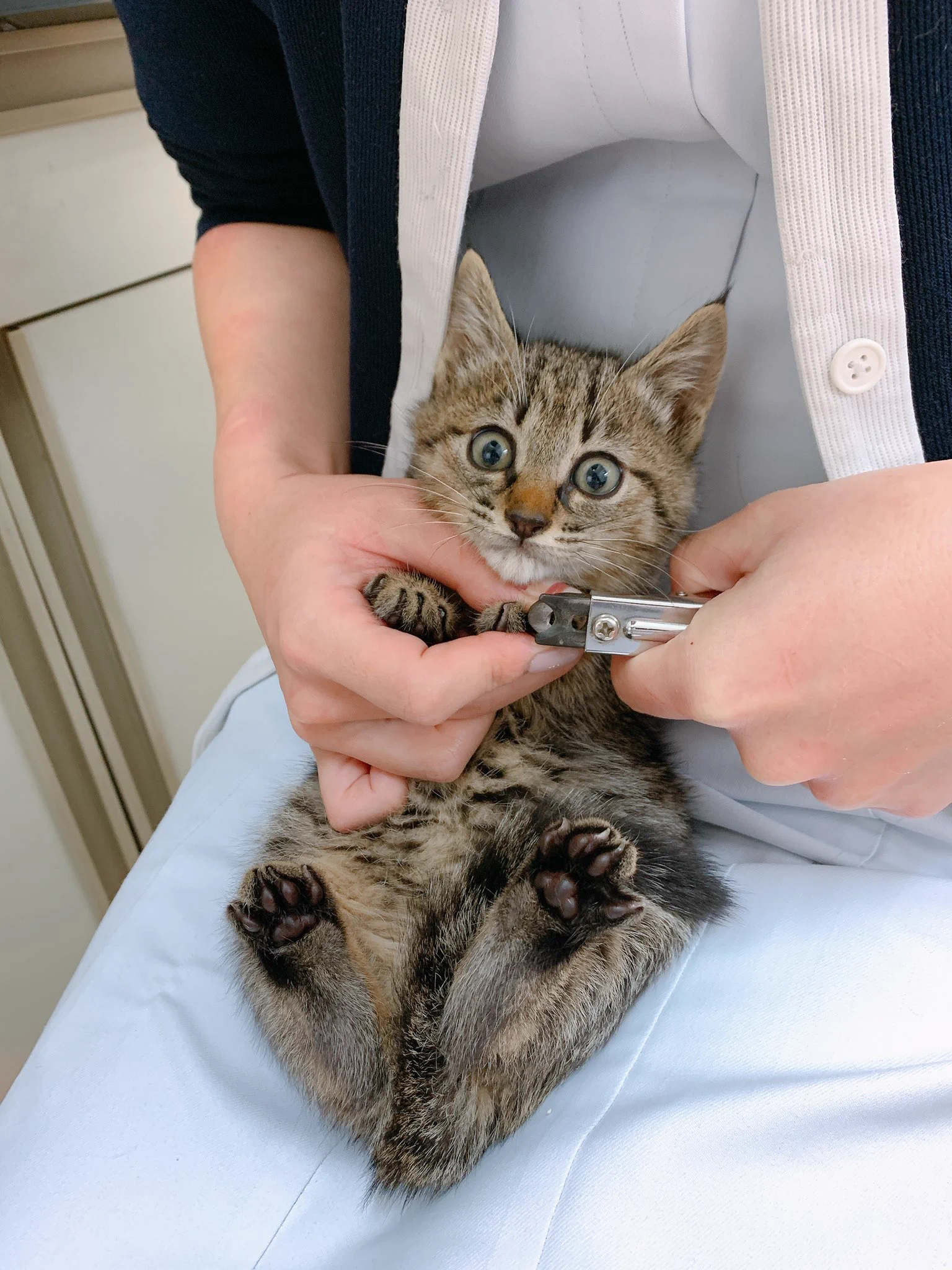 初めての爪切りで目を真ん丸にした猫ｗ相当びっくりしているｗｗ
