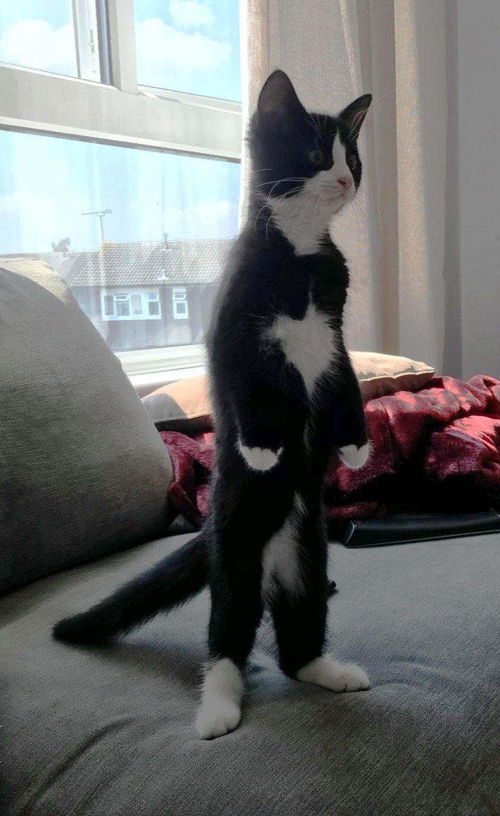 day 96 of nhlers as small animals: elias pettersson standing like a cat 