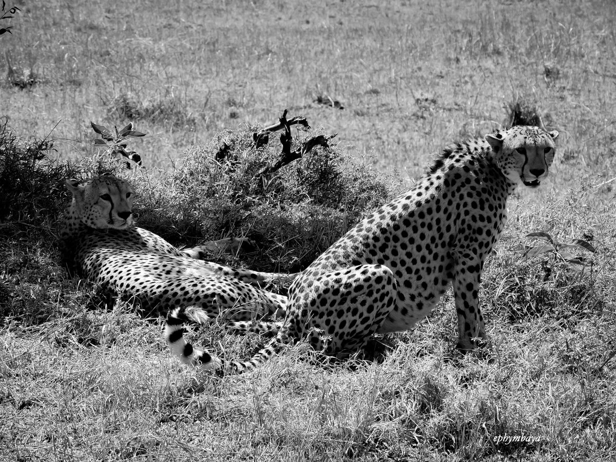 ephymbaya's tweet photo. Maasai Mara magic 😍 #Magicalkenya #fashgallery https://t.co/GB8TRYAP3f