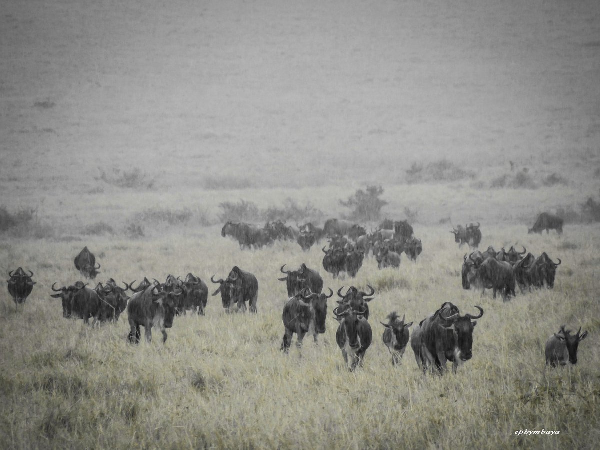 ephymbaya's tweet photo. Maasai Mara magic 😍 #Magicalkenya #fashgallery https://t.co/GB8TRYAP3f