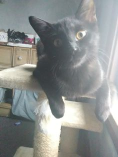 Catchawhisper's tweet photo. @JonathanRKnight This is my kitten Toothless-Night-Furry. Dont know how anyone could take this in a bad way lol https://t.co/LViH48SDXN