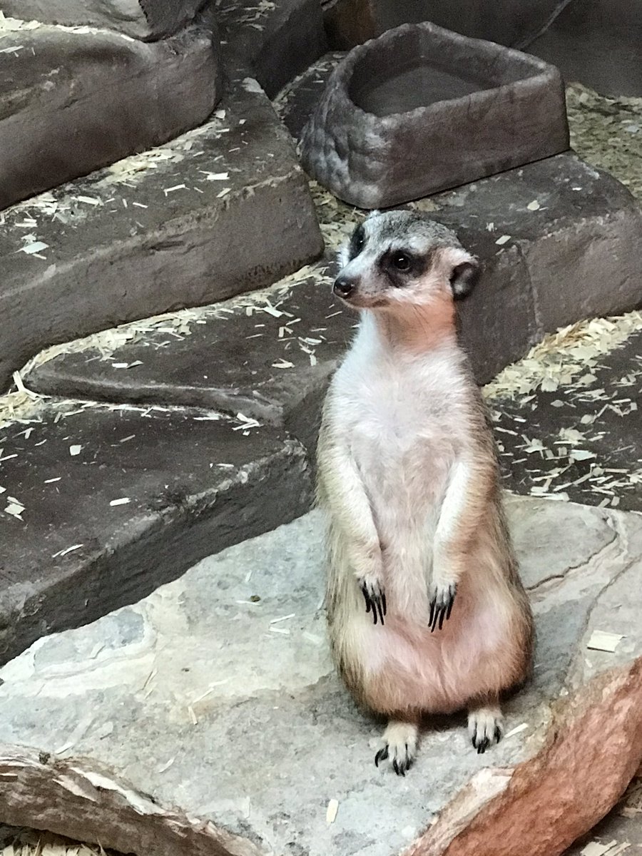 GladysPorterZoo's tweet photo. When you remember the Zoo opens tomorrow! 

Get your tickets to visit us this weekend! We open tomorrow from 1:00 p.m. - 5:00 p.m. 

#gpzoo #visitthezoo #visitmitte https://t.co/6bUJ2x2bPo