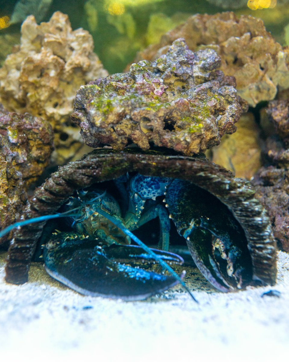 Mason_Houser's tweet photo. “Lord Stanley The Lobster”
#stlouis #stl #stlouisgram #missouri #saintlouis #explorestlouis #stlmo #downtownstl #stlouiscardinals #stlgram #stlouismissouri #mlb #stlphotographer #baseball #together #stlouisonly #chicago #stleats #stlouisblues #stlphotography #bhfyp #nhlhockey https://t.co/HMwHQoVCeD