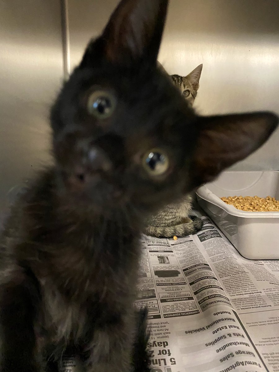 AggielandHumane's tweet photo. Happy Friday the 13th from this black kitten who doesn’t understand why people say he’s bad luck! 

How can you be bad luck when you are so good at photo bomb?? 😻 https://t.co/1aDHl0ob0c