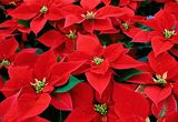 CRE_PTO's tweet photo. Only a few days left to order poinsettias and succulents! https://t.co/Rwb7f9pk6G #SupportCRE https://t.co/yHhrWSDDrX