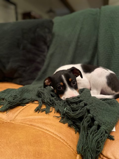 BuddyHealing's tweet photo. When you bid on one of our auctions you’re not just getting an awesome experience but you’re also helping animals like them! Visit https://t.co/DaZW4hHocO to learn more #dogs #donationsatwork #buddyshealingpaws https://t.co/73LV9kgnre