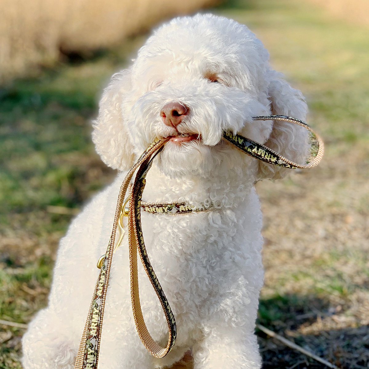 skyliedoodle's tweet photo. Happy #FreebieFriday! In honor of #VeteransDay, I teamed up with @UpCountryInc to give you the chance to win your choice of their Canine Camo Collection. Head to my Facebook or IG to enter. Good luck and THANK YOU VETERANS! 🇺🇸 #UpCountryDog #PetContest https://t.co/yLU1YSx2bL