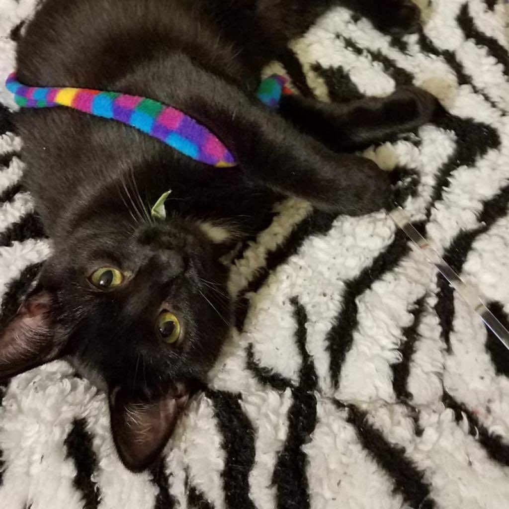 feral cat initiative