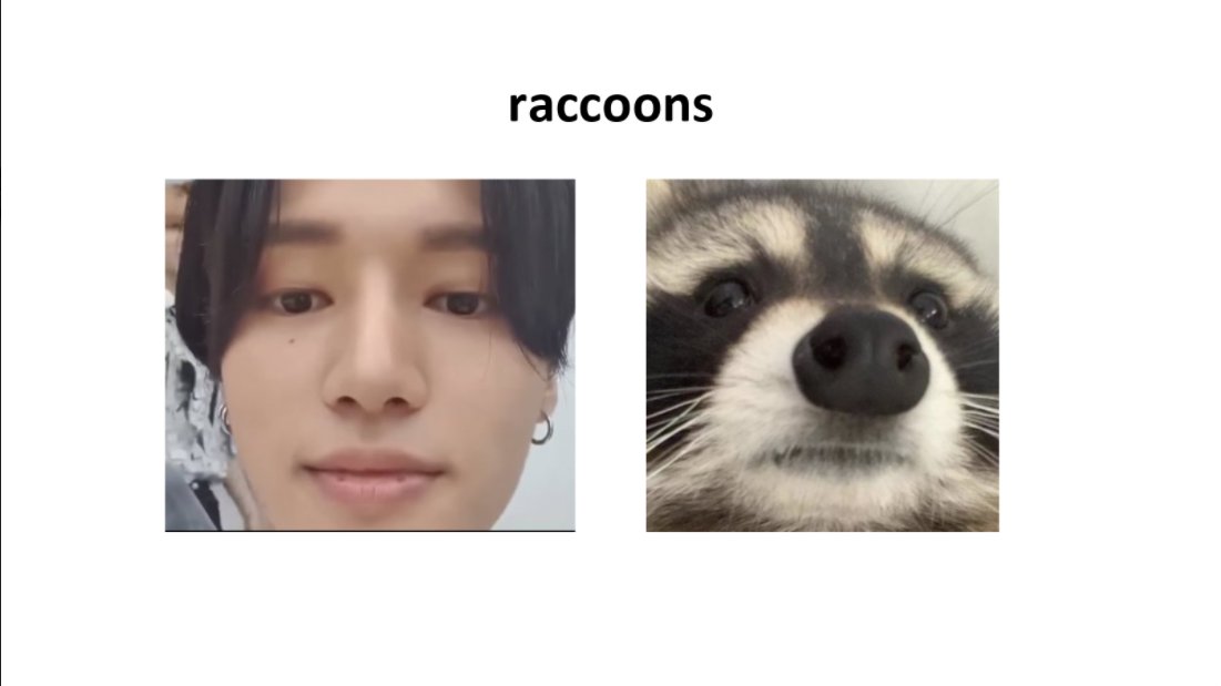 1. raccoons 
