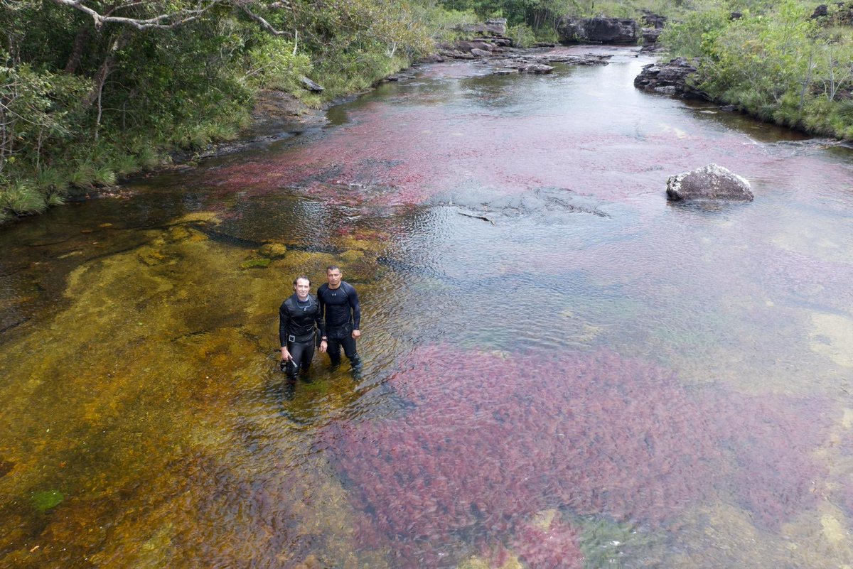classoalcala's tweet photo. Biodiversidad acuática de Caño Cristales y sierra de La Macarena, Meta 2020, vista a través del buceo, documentación y filmación científica. Gracias International French Connections @CORMACARENA @inst_humboldt @ParquesColombia. Fotos: Federico Pardo https://t.co/oRivgDfO1h