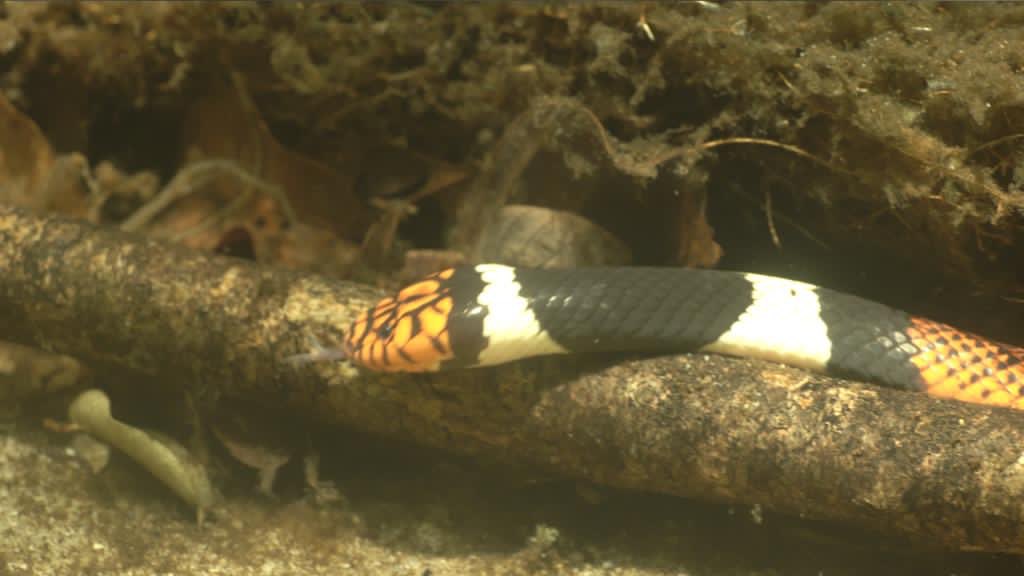 classoalcala's tweet photo. Biodiversidad acuática de Caño Cristales y sierra de La Macarena, Meta 2020, vista a través del buceo, documentación y filmación científica. Gracias International French Connections @CORMACARENA @inst_humboldt @ParquesColombia. Fotos: Federico Pardo https://t.co/oRivgDfO1h