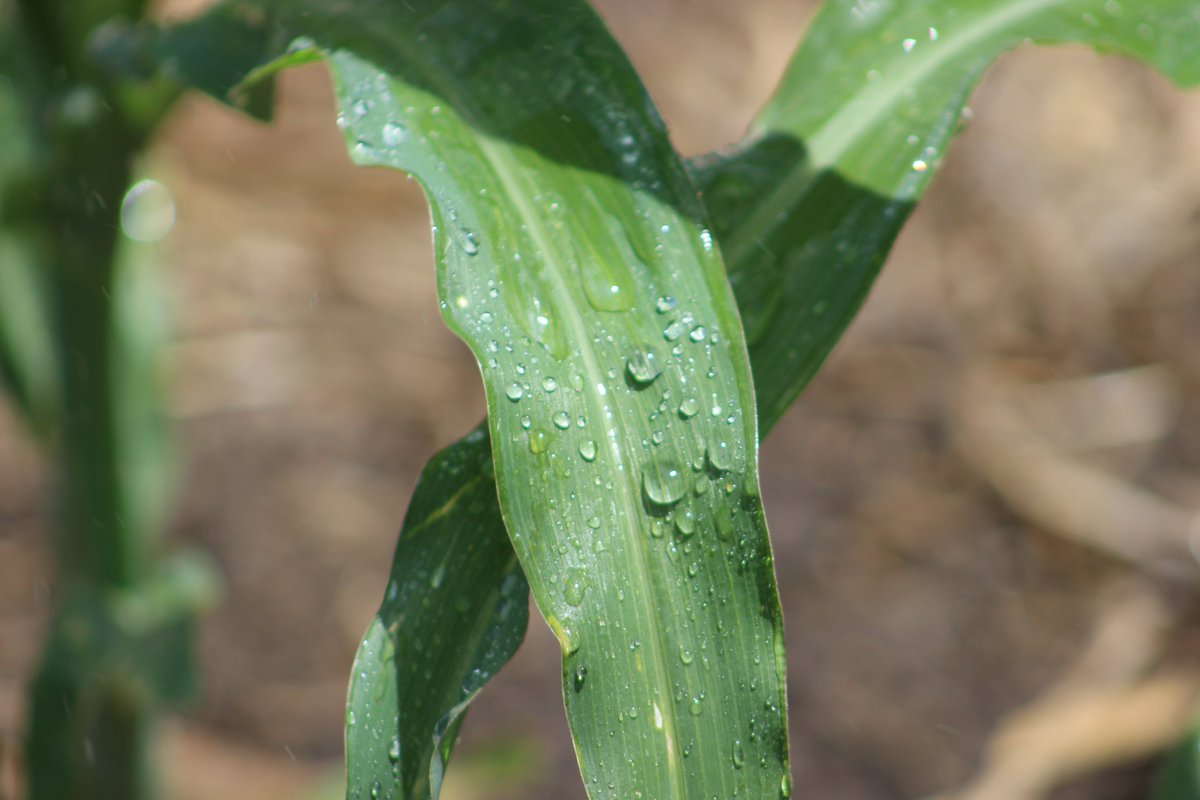 There are USDA NRCS funds available to pay for soil moisture sensors to help with irrigation management. 
The deadline for Nebraska is November 20th! Find out more at your local NRCS office or by visiting bit.ly/2UpYEkQ.