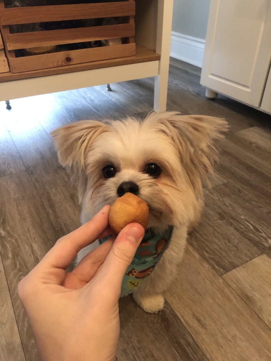 AndersonMadicyn's tweet photo. Also here is my dog Bean enjoying his World Kindness Day timbit! #WorldKindnessDay https://t.co/N8lqJQA3An