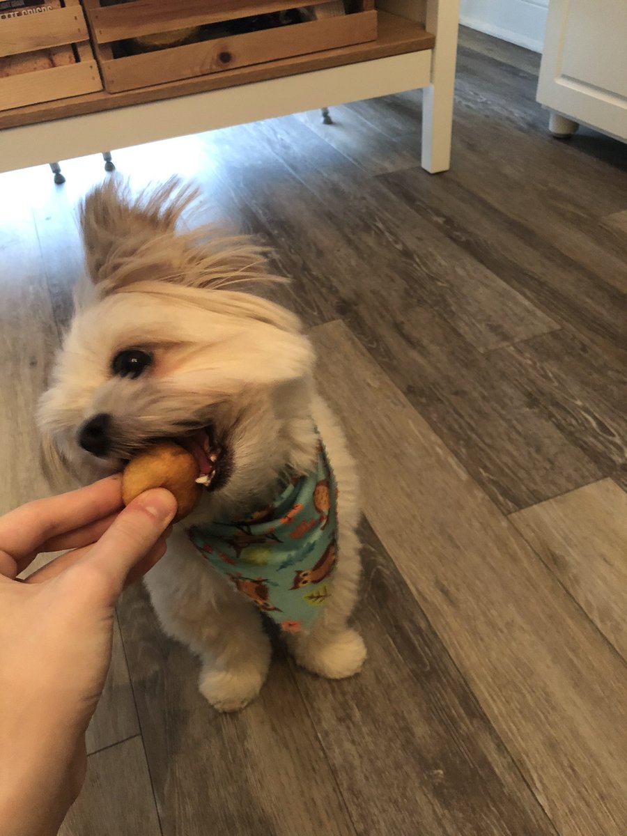 AndersonMadicyn's tweet photo. Also here is my dog Bean enjoying his World Kindness Day timbit! #WorldKindnessDay https://t.co/N8lqJQA3An