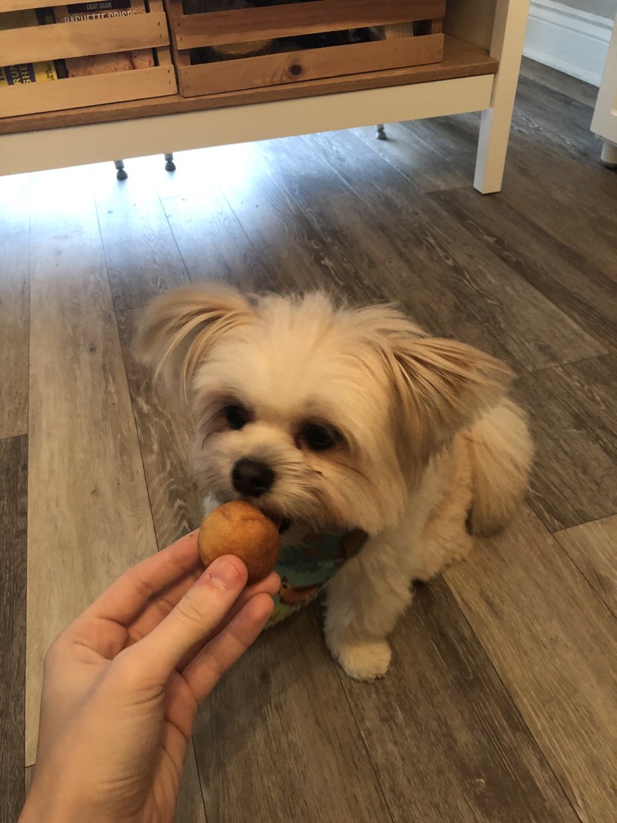 AndersonMadicyn's tweet photo. Also here is my dog Bean enjoying his World Kindness Day timbit! #WorldKindnessDay https://t.co/N8lqJQA3An