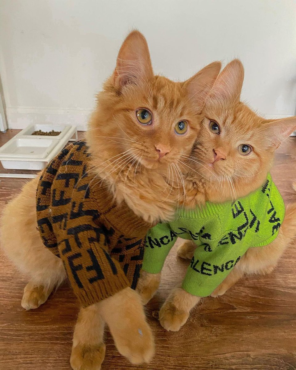 VogueFrance's tweet photo. Gucci, Fendi, Balenciaga... Genghis et Attila sont les nouveaux chats ultra mode à suivre pour une dose de bonne humeur 🐱
© Instagram @genghisandattila https://t.co/BECTskIzWM