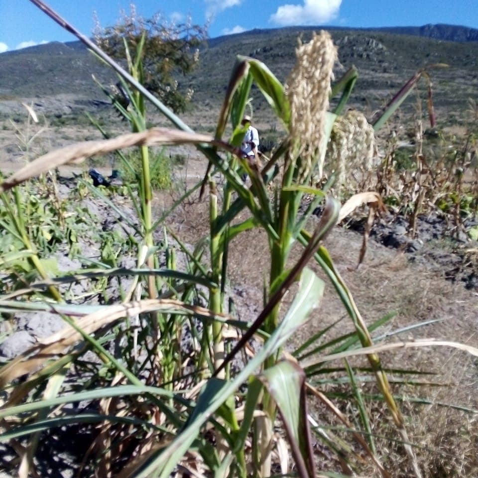 ADVC_ElFuerte's tweet photo. Excelente #Viernes el #Teocintle ,ha vuelto a casa con trabajos entre el INIFAP y el comisariado ejidal de Unión Zapata,se ha logrado reintegrar a las primeras especies después de varios años.
#visitaelfuerte
#visitacovatlao https://t.co/XEpIGDPRmW