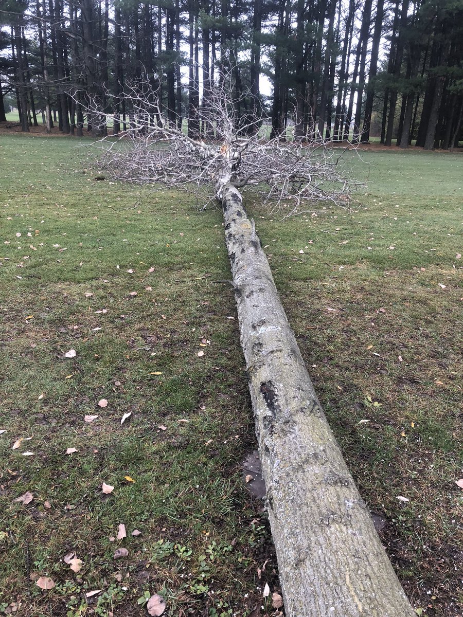 ryanarthur21's tweet photo. Another tree removal day here @CobbleHillsGolf This tree was dangerous as it was full of carpenter ants and structurally compromised #ms461 #timber @STIHLUSA https://t.co/IEYJiVLUOs