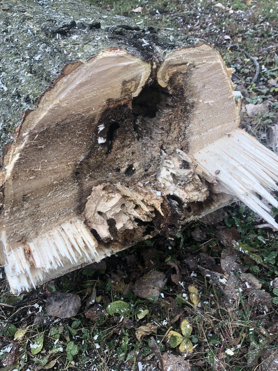 ryanarthur21's tweet photo. Another tree removal day here @CobbleHillsGolf This tree was dangerous as it was full of carpenter ants and structurally compromised #ms461 #timber @STIHLUSA https://t.co/IEYJiVLUOs