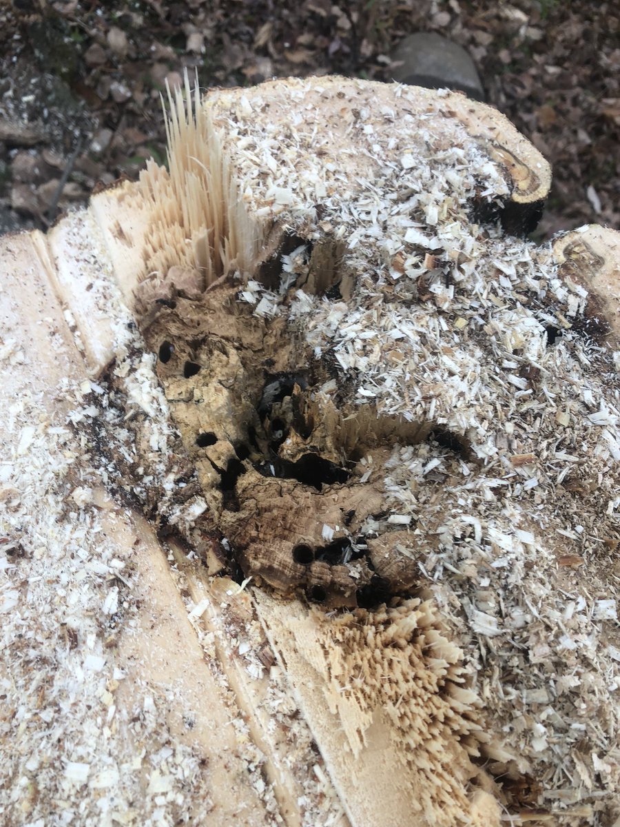ryanarthur21's tweet photo. Another tree removal day here @CobbleHillsGolf This tree was dangerous as it was full of carpenter ants and structurally compromised #ms461 #timber @STIHLUSA https://t.co/IEYJiVLUOs
