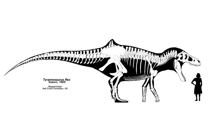 Concavenator0's tweet photo. Concavenator -supongo- como parte de un Tyrannotitanoconcavenator. Es difícil dar más https://t.co/196eHPgUo4