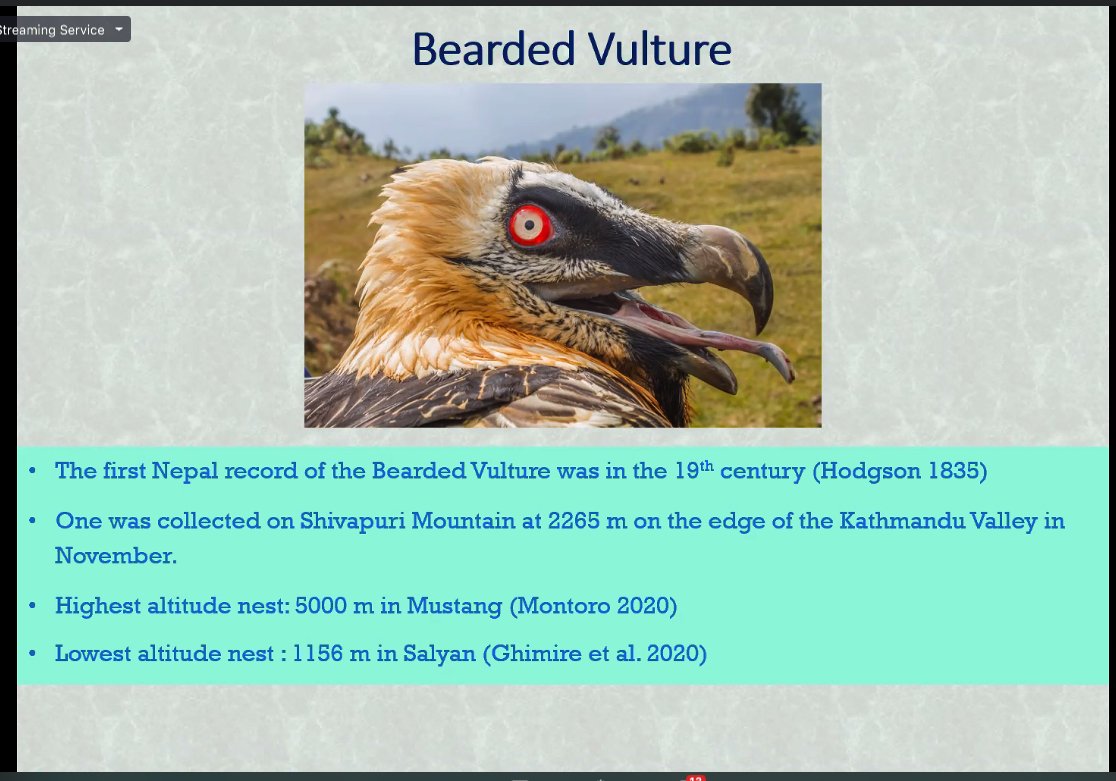 That is an amazing picture! #BeardedVultureWebinar