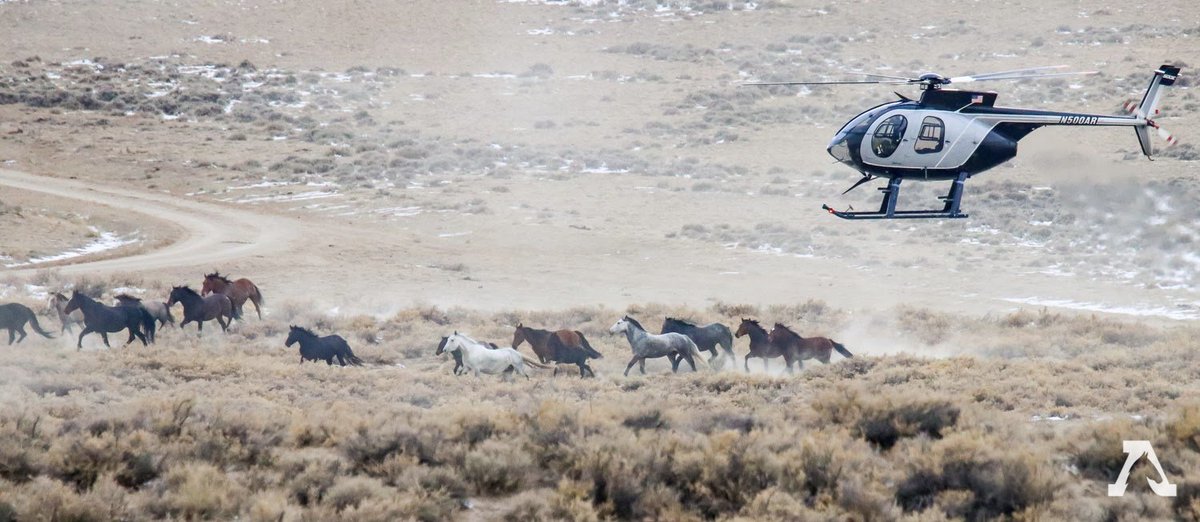 FreeWildHorses's tweet photo. The largest roundup in Bureau of Land Mgmt history, the Red Desert Complex roundup (WY), concluded yesterday. In total, 1,969 #wildhorses lost their freedom and 10 lost their lives. #stoptheroundups 
Read the report: https://t.co/TukB6gBw7O https://t.co/uFHqfmTunw