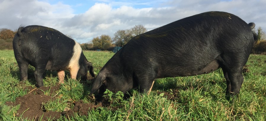 ButtleFarm tweet media