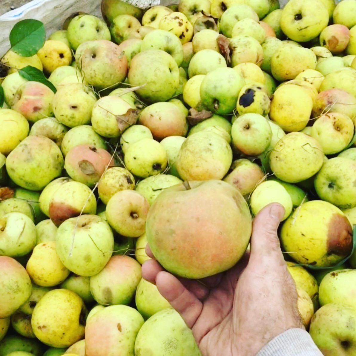 EMBrutnature's tweet photo. Cosecha 2020. Terminando la semana con #monovarietales Variedad Durona de Tresali 🌤🙌🍏🍎#prensadotradicionel #cider #CosechaPropia #Pomaradas #applecider #appelcider #homegrown #Asturias #villaciviosa @sidraasturiana https://t.co/2wVyklosKO
