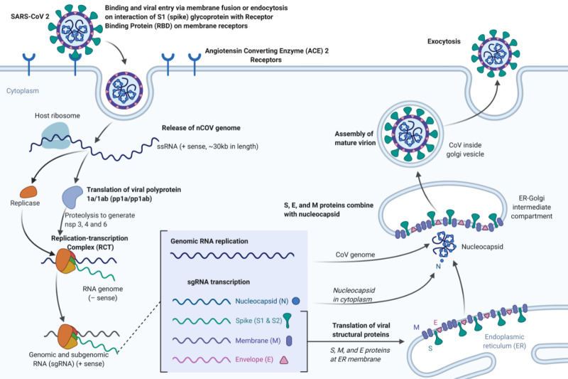 But there are a bunch of steps after sgRNAs are made (transcribed). These are translated into the structural proteins in the endoplasmic reticulum and trafficked through the Golgi apparatus, where they are assembled into mature virions before budding out of the cell.
