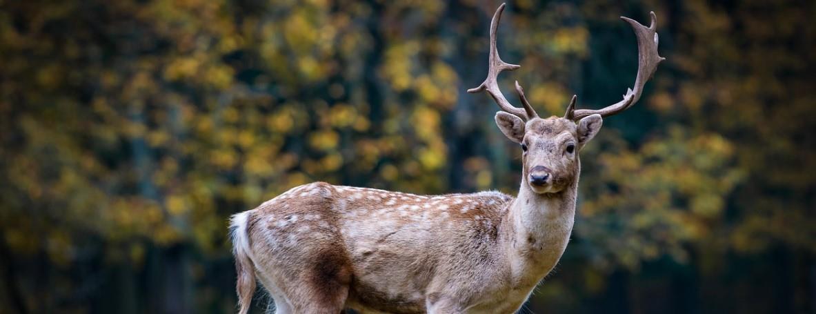 Rep. Bill Kortz tweet media